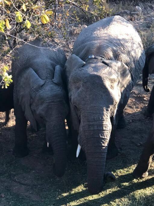 Boabab Lodge Mabula Game Reserve Dış mekan fotoğraf