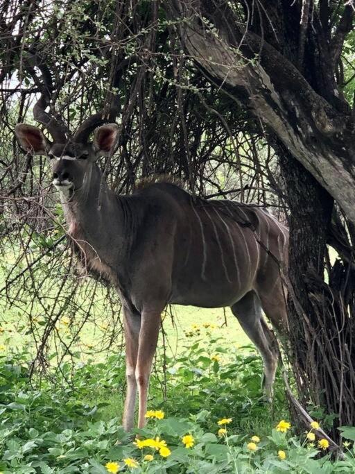 Boabab Lodge Mabula Game Reserve Dış mekan fotoğraf