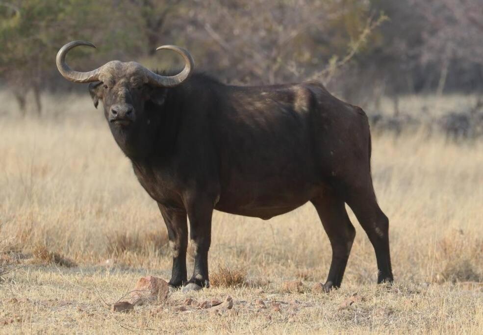 Boabab Lodge Mabula Game Reserve Dış mekan fotoğraf