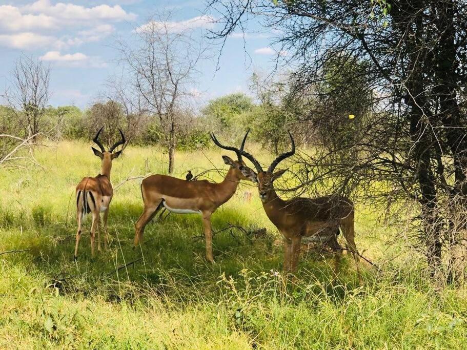 Boabab Lodge Mabula Game Reserve Dış mekan fotoğraf