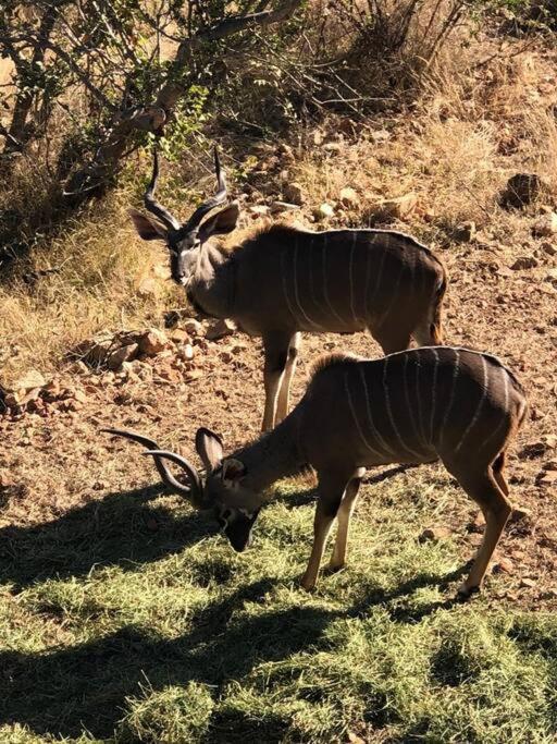 Boabab Lodge Mabula Game Reserve Dış mekan fotoğraf