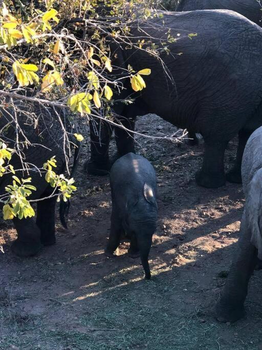 Boabab Lodge Mabula Game Reserve Dış mekan fotoğraf