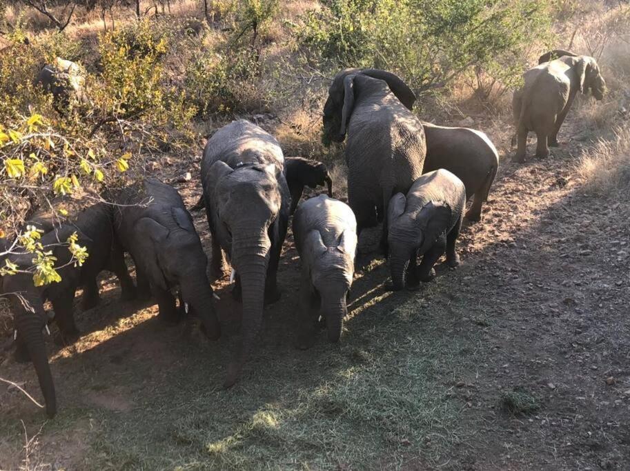 Boabab Lodge Mabula Game Reserve Dış mekan fotoğraf