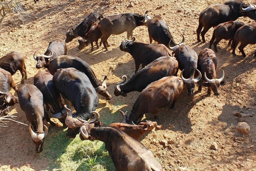 Boabab Lodge Mabula Game Reserve Dış mekan fotoğraf