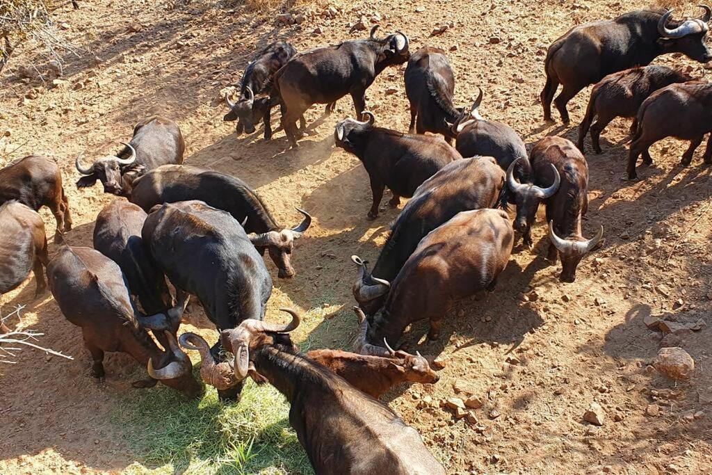 Boabab Lodge Mabula Game Reserve Dış mekan fotoğraf